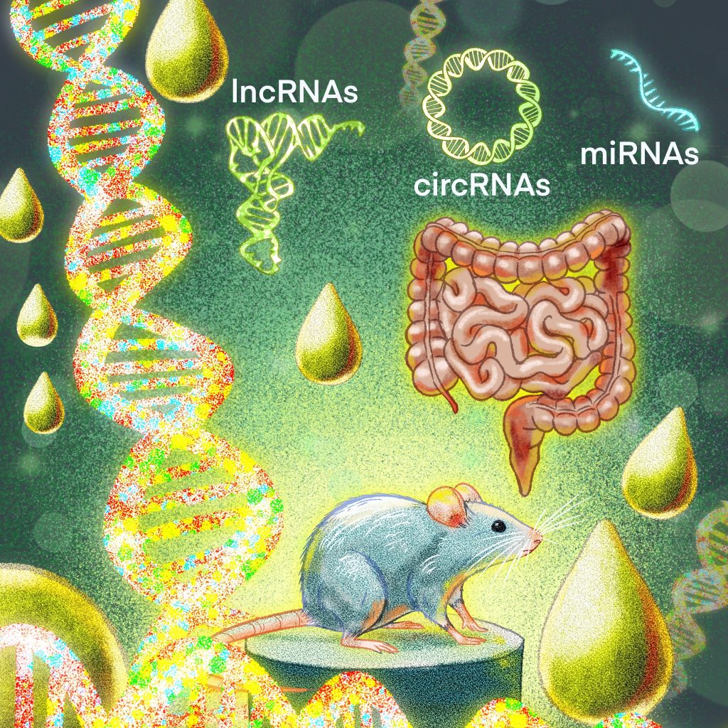Ilustración donde se pueden ver los modelos intestinales empleados (humano y ratón) y la estructura general de las moléculas de ARNnc analizadas en respuesta a estímulos lipídicos de la dieta. © Realizada por Daniel Aroca González.